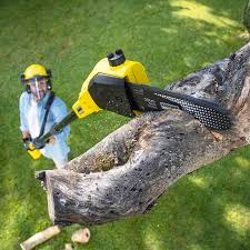 How Our Tree Care Process Works  in  Adelanto, CA